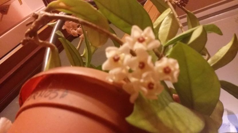 Carnosa 20.06.2017 - Hoya 2017