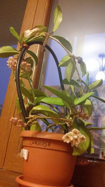 Carnosa 20.06.2017 - Hoya 2017