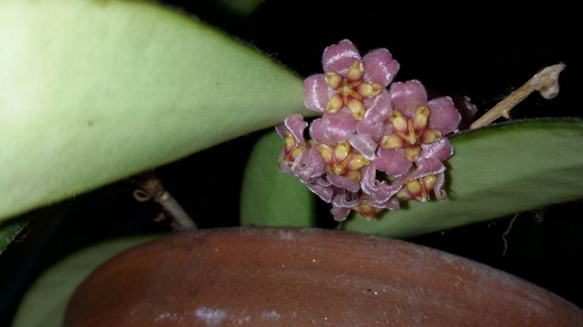 davidcummingii 2017 - Hoya 2017