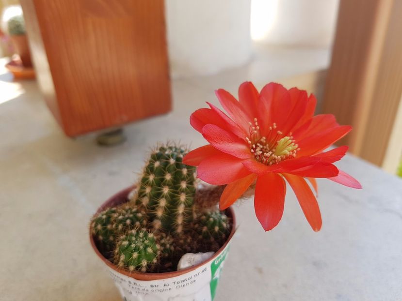 - Cactusi si plante suculente 2017-2018-2019