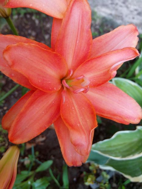 Ceb latte - 0 - CRINI