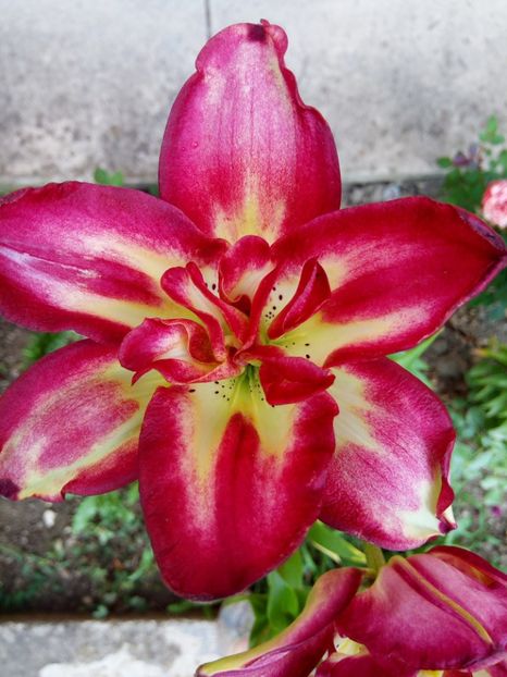 Double sensation - 0 - CRINI