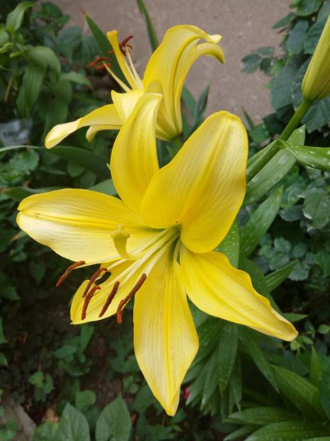 Yellow power - 0 - CRINI