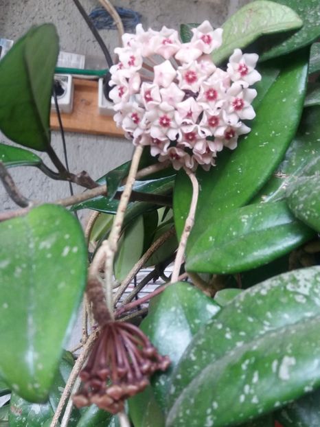  - hoya infloriri