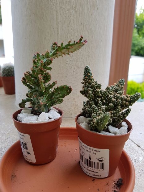 Opuntia monacantha variegata( stg)si op.tuna monstruosa ( dr) - Cactusi si plante suculente 2017-2018-2019