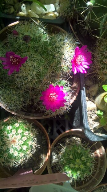  - cactusi si suculente