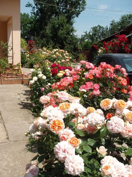  - Gradina 2017