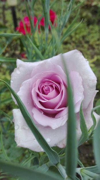 IMG-20170619-WA0075 - trandafiri