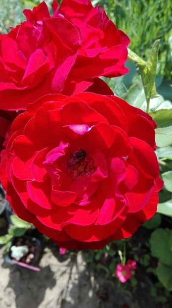 IMG-20170619-WA0057 - trandafiri