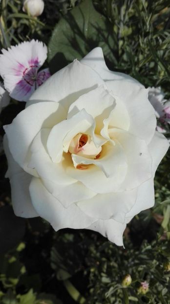 IMG-20170619-WA0056 - trandafiri