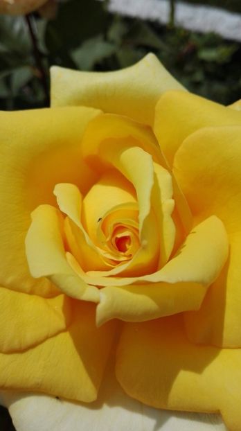 IMG-20170619-WA0047 - trandafiri