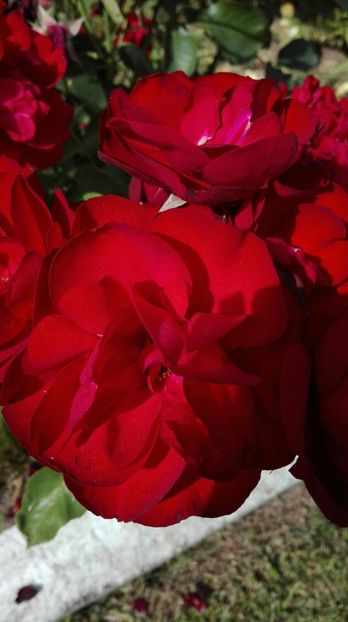 IMG-20170619-WA0039 - trandafiri