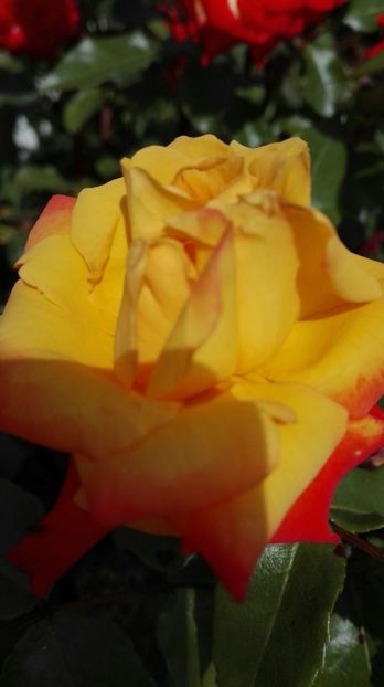 IMG-20170619-WA0016 - trandafiri