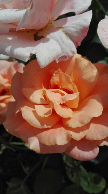 IMG-20170619-WA0010 - trandafiri