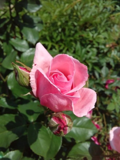  - TRANDAFIRI 2017_2018