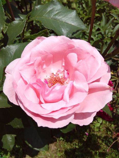  - TRANDAFIRI 2017_2018