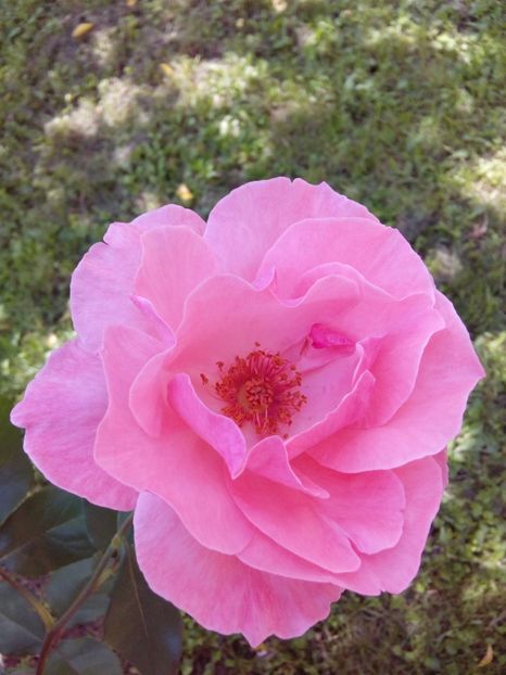  - TRANDAFIRI 2017_2018