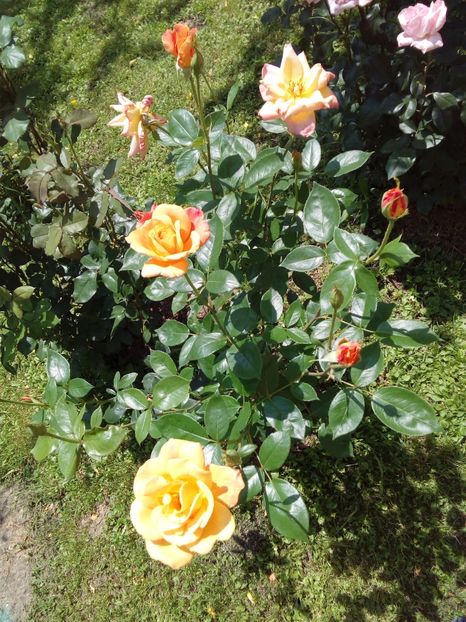  - TRANDAFIRI 2017_2018