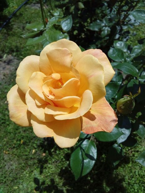  - TRANDAFIRI 2017_2018