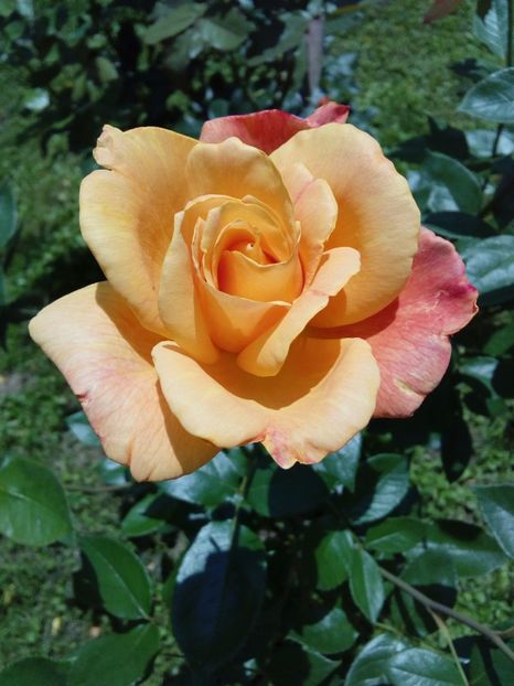  - TRANDAFIRI 2017_2018