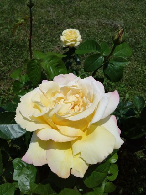  - TRANDAFIRI 2017_2018