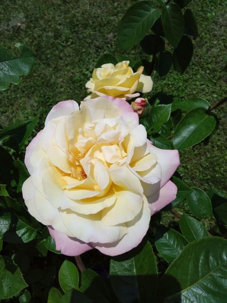  - TRANDAFIRI 2017_2018