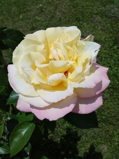  - TRANDAFIRI 2017_2018