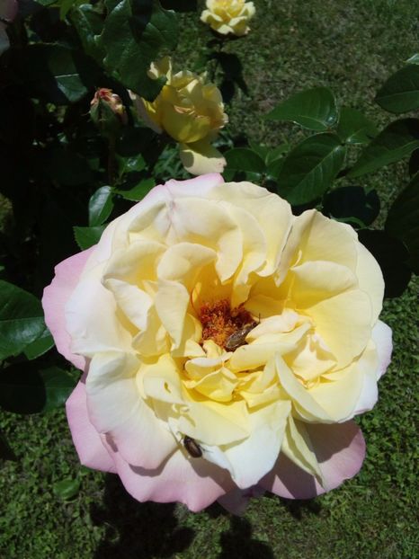  - TRANDAFIRI 2017_2018