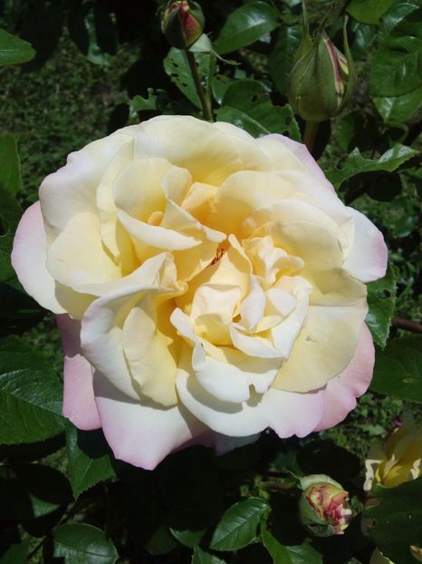  - TRANDAFIRI 2017_2018