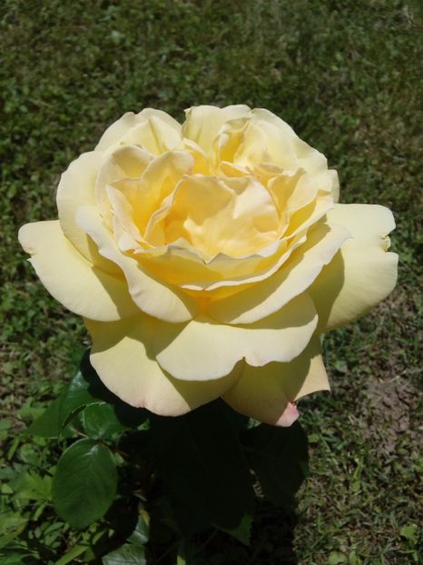  - TRANDAFIRI 2017_2018