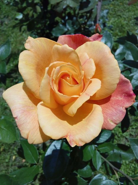  - TRANDAFIRI 2017_2018