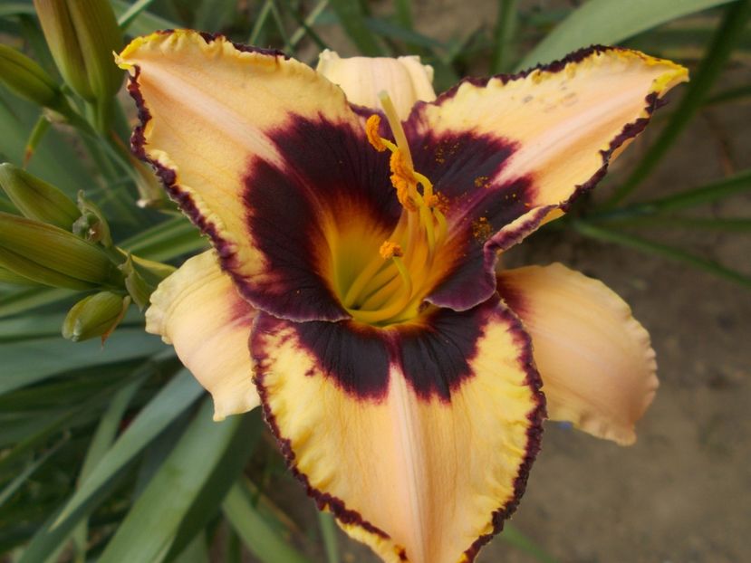  - Hemerocallis 2017