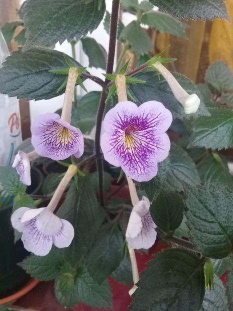  - Ambroise Verschaffelt