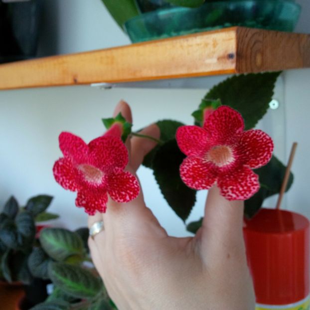 Iunie 2017 - SCIADOTYDAEA