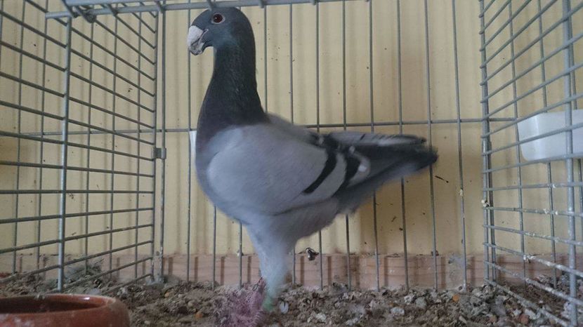 received_1745292492165748 - Achizitii Germania 2016