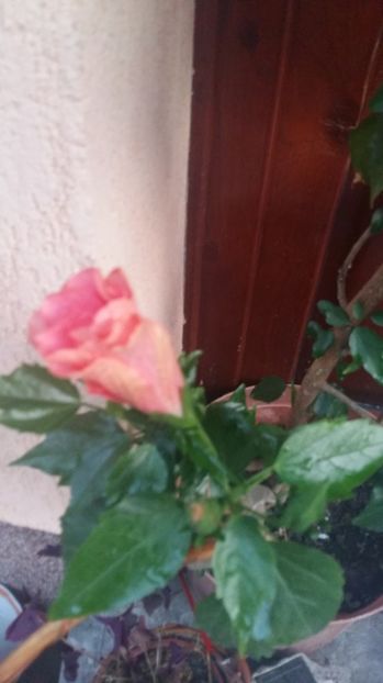 1498068800711-184084484 - 2017 HIBISCUS -TRANDAFIRI JAPONEZ