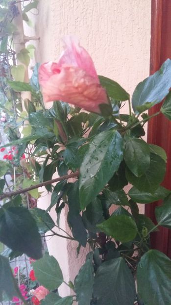 1498068827820-62298516 - 2017 HIBISCUS -TRANDAFIRI JAPONEZ