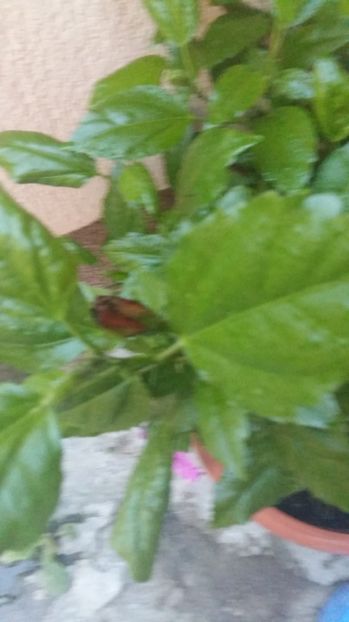  - 2017 HIBISCUS -TRANDAFIRI JAPONEZ