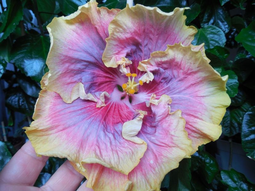 Night Runner - 0Hibiscus in colectie infloriti