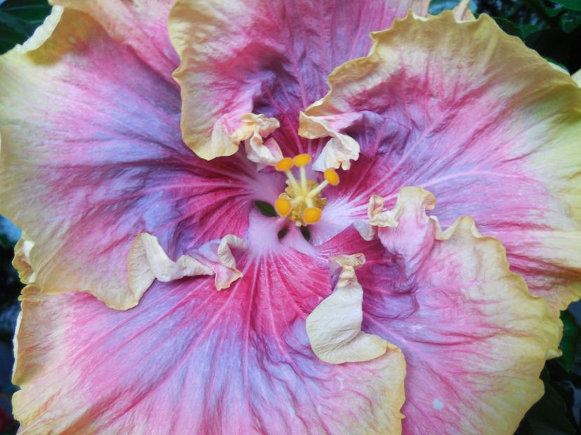  - 0Hibiscus in colectie infloriti