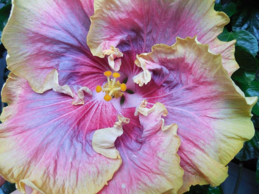 Night Runner - 0Hibiscus in colectie infloriti
