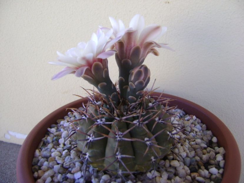Gymnocalycium ochoterenae v. cinereum - Cactusi 2017 Gymnocalycium