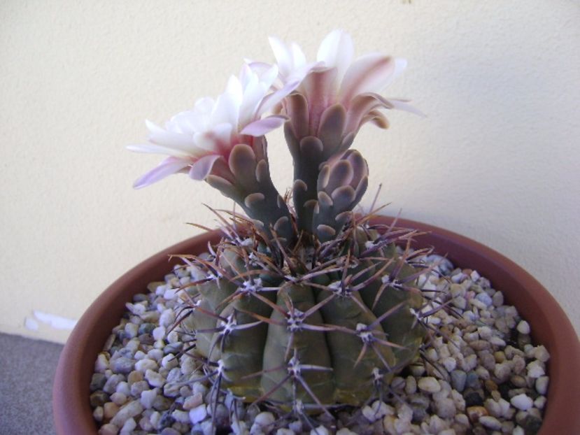 Gymnocalycium ochoterenae v. cinereum - Cactusi 2017 Gymnocalycium