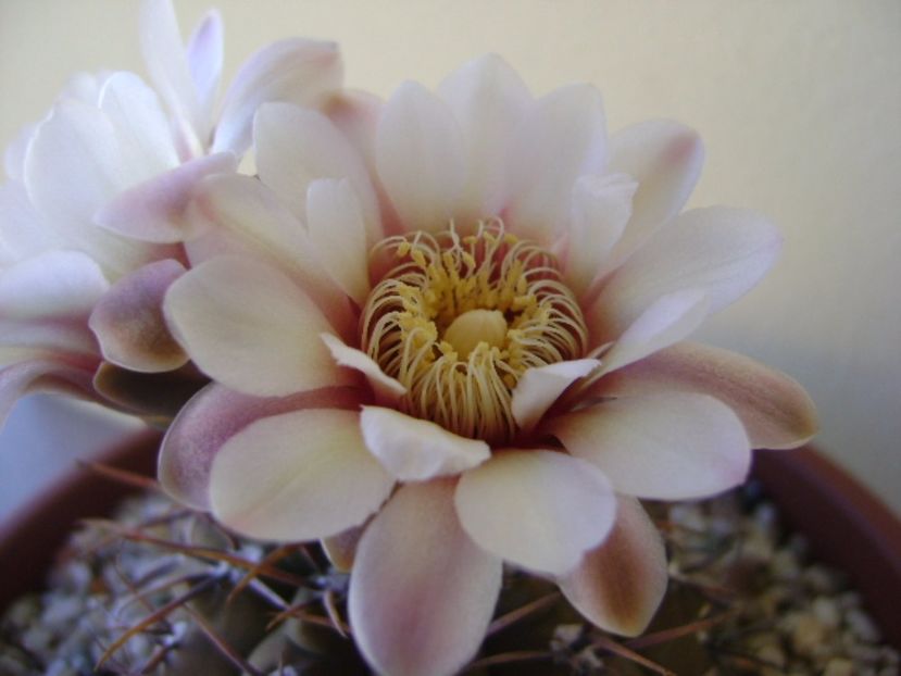 Gymnocalycium ochoterenae v. cinereum - Cactusi 2017 Gymnocalycium