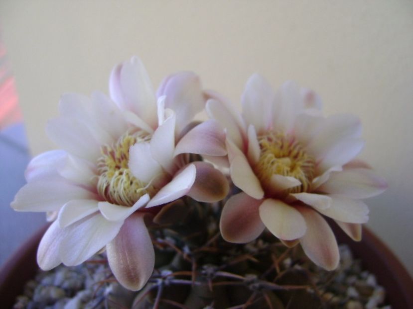 Gymnocalycium ochoterenae v. cinereum - Cactusi 2017 Gymnocalycium
