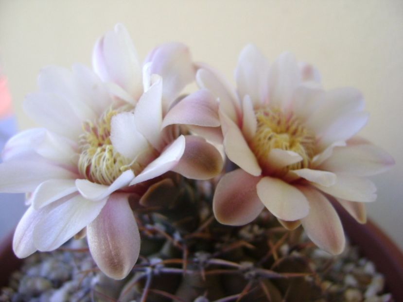 Gymnocalycium ochoterenae v. cinereum - Cactusi 2017 Gymnocalycium