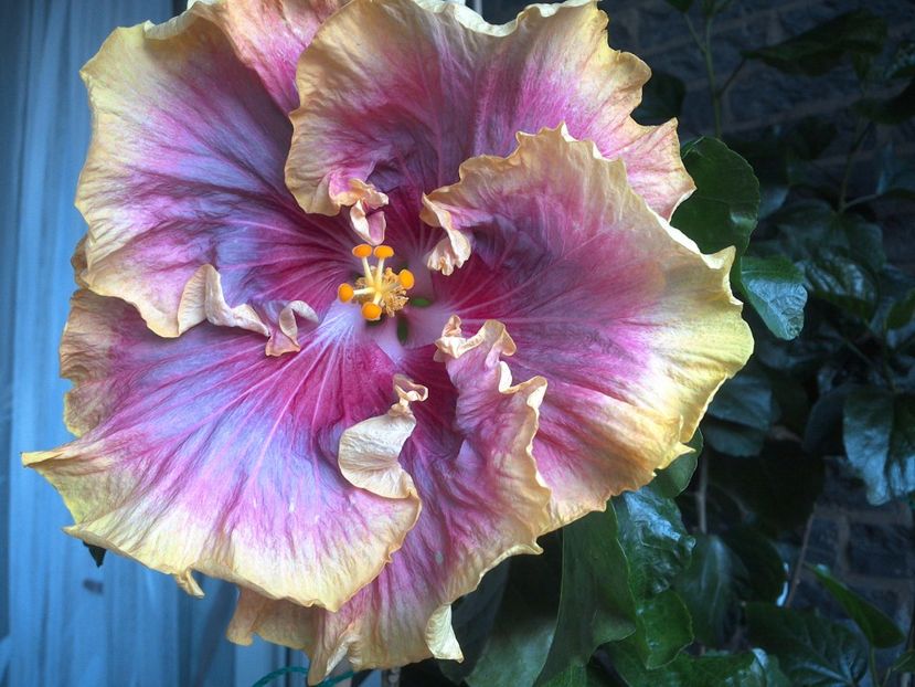 WIN_20170621_194100 - 03Hibiscus