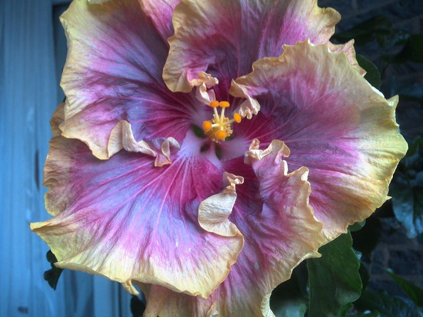 WIN_20170621_194106 - 03Hibiscus