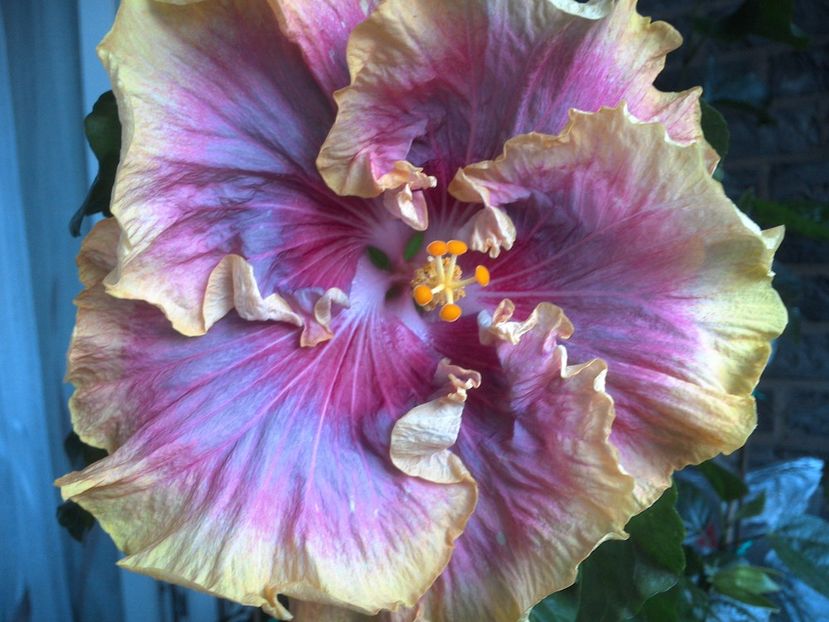 WIN_20170621_194109 - 03Hibiscus