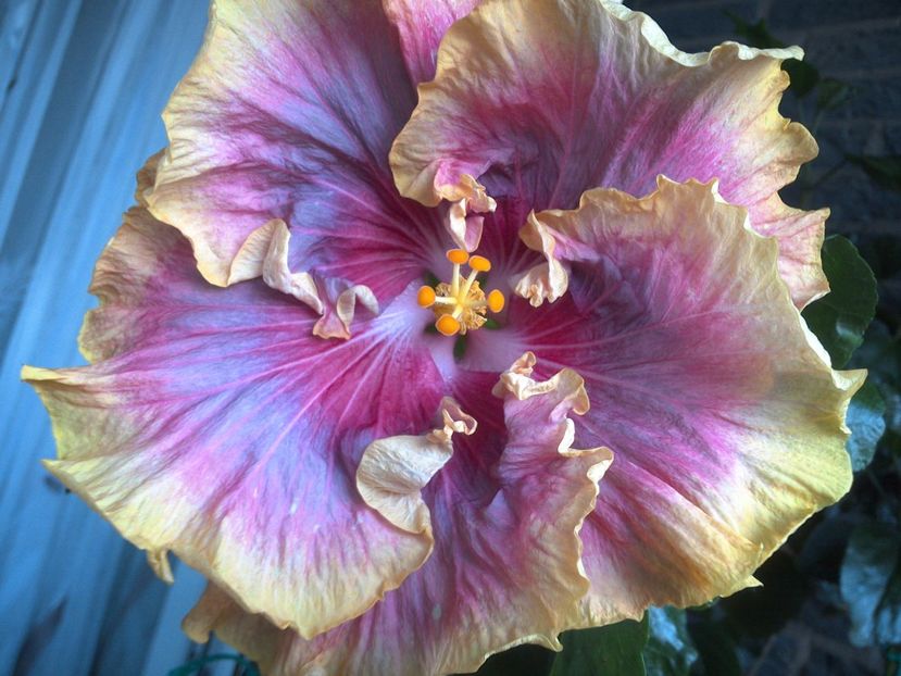 WIN_20170621_194114 - 03Hibiscus